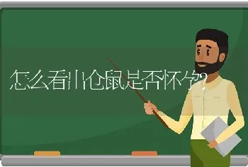 怎么看出仓鼠是否怀孕？