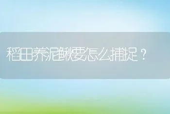 稻田养泥鳅要怎么捕捉？