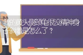 我的黄头侧颈龟很没精神身子斜着是怎么了？