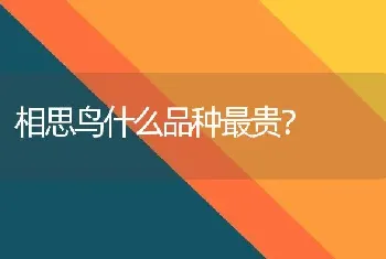 相思鸟什么品种最贵？