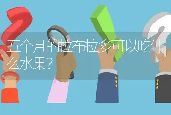 五个月的拉布拉多可以吃什么水果？