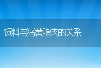 饲料与猪黄脂肉的关系