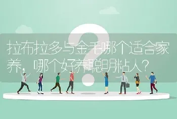 拉布拉多与金毛哪个适合家养，哪个好养聪明粘人？