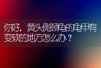 小乌龟和小鳄龟的区别？