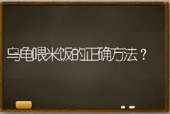 乌龟喂米饭的正确方法？