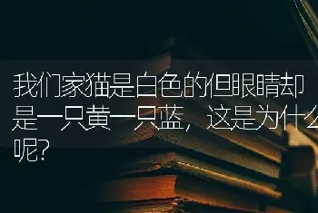 我们家猫是白色的但眼睛却是一只黄一只蓝，这是为什么呢？