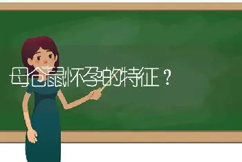 母仓鼠怀孕的特征？