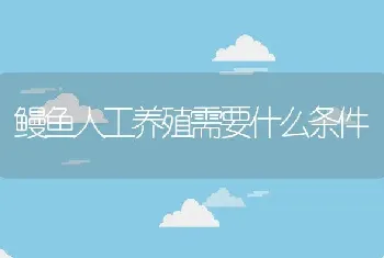 鳗鱼人工养殖需要什么条件