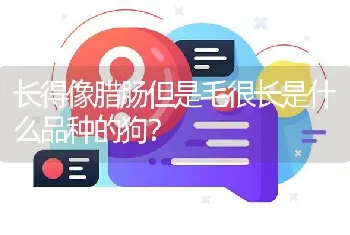 长得像腊肠但是毛很长是什么品种的狗？