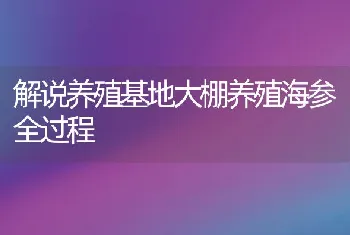 解说养殖基地大棚养殖海参全过程