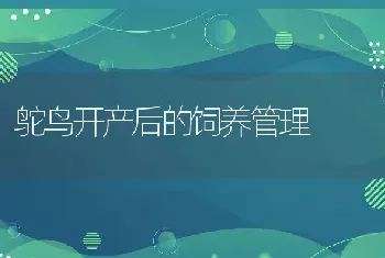 鸵鸟开产后的饲养管理