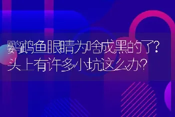 鹦鹉鱼眼睛为啥成黑的了？头上有许多小坑这么办？