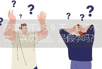 萨摩耶怀孕59天，肚子不大，喜欢睡觉，是假孕吗？