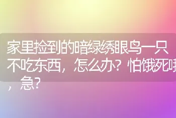 家里捡到的暗绿绣眼鸟一只不吃东西，怎么办？怕饿死哦，急？