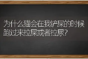 为什么猫会在我铲屎的时候跑过来拉屎或者拉尿？