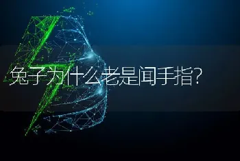 兔子为什么老是闻手指？