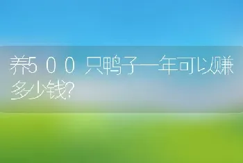 养500只鸭子一年可以赚多少钱？