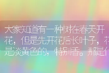 大家知道有一种树在春天开花，但是先开花后长叶子，花是淡黄色的，特别香。那是什么花？