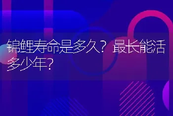 锦鲤寿命是多久？最长能活多少年？