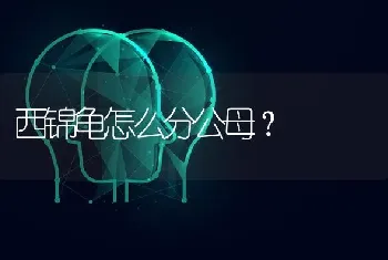 西锦龟怎么分公母？