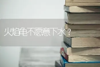 火焰龟不愿意下水？