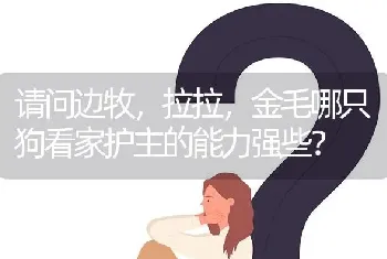 请问边牧，拉拉，金毛哪只狗看家护主的能力强些？