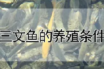 三文鱼可以淡水养殖吗