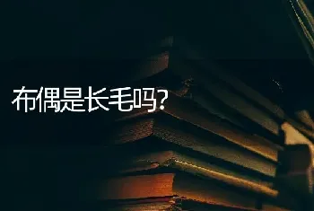 布偶是长毛吗？