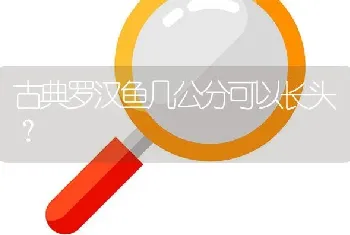 古典罗汉鱼几公分可以长头？