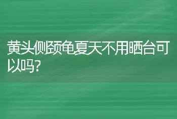 黄头侧颈龟夏天不用晒台可以吗？