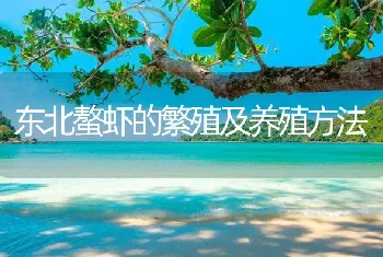 东北螯虾的繁殖及养殖方法