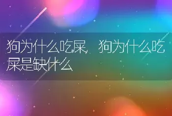 狗为什么吃屎，狗为什么吃屎是缺什么