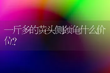 一斤多的黄头侧颈龟什么价位？