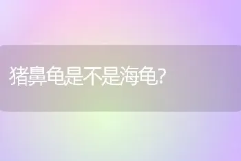 猪鼻龟是不是海龟？