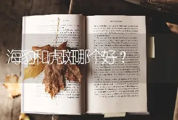 海豹和虎斑哪个好？