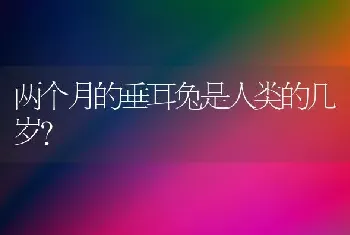 两个月的垂耳兔是人类的几岁？