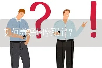 如何养好萨摩耶宝？