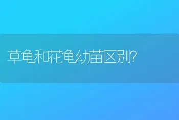 草龟和花龟幼苗区别？