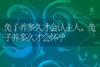 兔子养多久才会认主人，兔子养多久才会怀孕