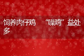 饲养肉仔鸡 “噪鸡”益处多