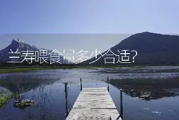 埃及神仙鱼一年繁殖几次？