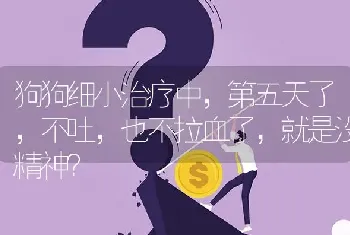 狗狗细小治疗中，第五天了，不吐，也不拉血了，就是没精神？