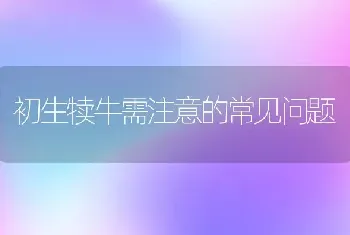 初生犊牛需注意的常见问题