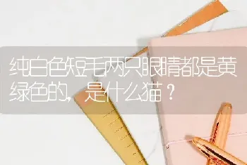 最不黏人的猫是什么品种？