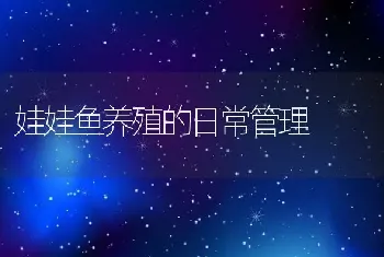 娃娃鱼养殖的日常管理