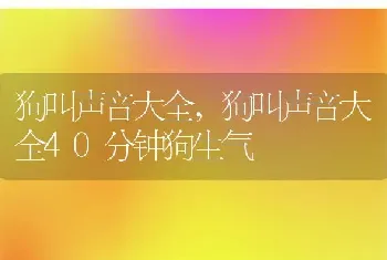 狗叫声音大全，狗叫声音大全40分钟狗生气