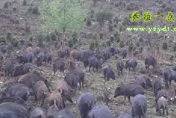 野猪一条龙饲养法