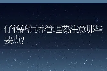 仔鹌鹑饲养管理要注意那些要点？