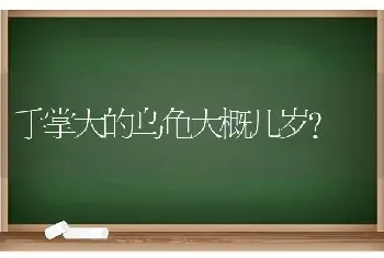 蓝猫的鼻子是有点凹进去吗？