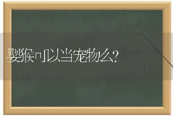 婴猴可以当宠物么？